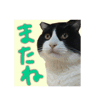 白黒ハチワレ猫 ぽんちゃん（個別スタンプ：8）
