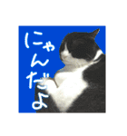 白黒ハチワレ猫 ぽんちゃん（個別スタンプ：9）