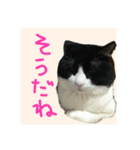 白黒ハチワレ猫 ぽんちゃん（個別スタンプ：10）