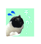 白黒ハチワレ猫 ぽんちゃん（個別スタンプ：11）
