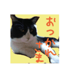 白黒ハチワレ猫 ぽんちゃん（個別スタンプ：14）