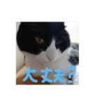 白黒ハチワレ猫 ぽんちゃん（個別スタンプ：16）