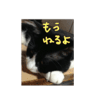白黒ハチワレ猫 ぽんちゃん（個別スタンプ：18）