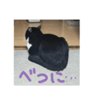 白黒ハチワレ猫 ぽんちゃん（個別スタンプ：21）