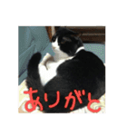 白黒ハチワレ猫 ぽんちゃん（個別スタンプ：22）
