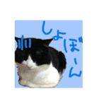 白黒ハチワレ猫 ぽんちゃん（個別スタンプ：23）