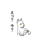 2足歩行の白い猫「神田」（個別スタンプ：34）