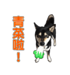 Handsome dog A TU（個別スタンプ：10）