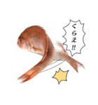 魚だよ！（個別スタンプ：20）