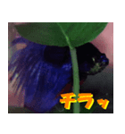 熱帯魚ベタ・ぷちくん（個別スタンプ：6）