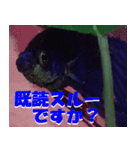 熱帯魚ベタ・ぷちくん（個別スタンプ：7）