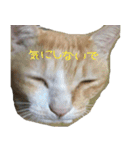 小麦 ちょっと太めの茶トラの猫（個別スタンプ：39）