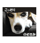 ビーグル犬の写真スタンプ（個別スタンプ：2）