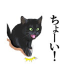 ある黒猫のスタンプ（個別スタンプ：29）