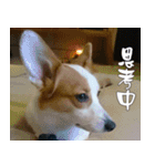 CorgiMeio's Life（個別スタンプ：4）