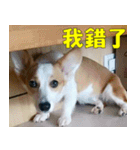 CorgiMeio's Life（個別スタンプ：5）