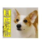 CorgiMeio's Life（個別スタンプ：8）