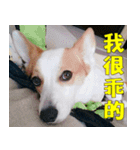 CorgiMeio's Life（個別スタンプ：9）