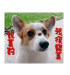 CorgiMeio's Life（個別スタンプ：12）