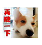 CorgiMeio's Life（個別スタンプ：13）