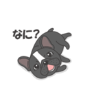 Raven the French Bulldog Animated 2（個別スタンプ：1）