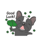 Raven the French Bulldog Animated 2（個別スタンプ：17）