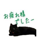 実写版 黒猫にゃん太郎（個別スタンプ：1）