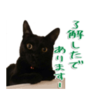 実写版 黒猫にゃん太郎（個別スタンプ：2）