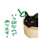 実写版 黒猫にゃん太郎（個別スタンプ：3）