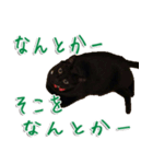 実写版 黒猫にゃん太郎（個別スタンプ：4）