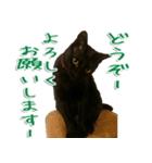 実写版 黒猫にゃん太郎（個別スタンプ：7）