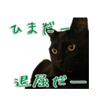 実写版 黒猫にゃん太郎（個別スタンプ：8）