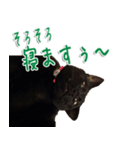 実写版 黒猫にゃん太郎（個別スタンプ：9）
