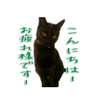 実写版 黒猫にゃん太郎（個別スタンプ：10）