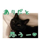 実写版 黒猫にゃん太郎（個別スタンプ：11）