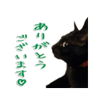 実写版 黒猫にゃん太郎（個別スタンプ：13）