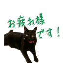 実写版 黒猫にゃん太郎（個別スタンプ：14）