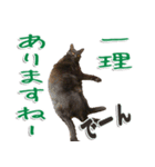 実写版 黒猫にゃん太郎（個別スタンプ：15）