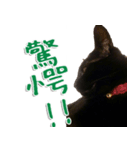 実写版 黒猫にゃん太郎（個別スタンプ：16）