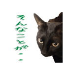 実写版 黒猫にゃん太郎（個別スタンプ：17）