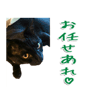 実写版 黒猫にゃん太郎（個別スタンプ：18）