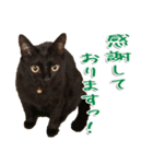 実写版 黒猫にゃん太郎（個別スタンプ：21）
