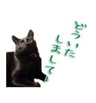 実写版 黒猫にゃん太郎（個別スタンプ：22）