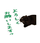 実写版 黒猫にゃん太郎（個別スタンプ：23）