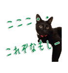 実写版 黒猫にゃん太郎（個別スタンプ：25）