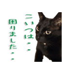 実写版 黒猫にゃん太郎（個別スタンプ：30）