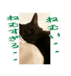 実写版 黒猫にゃん太郎（個別スタンプ：31）