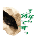 実写版 黒猫にゃん太郎（個別スタンプ：33）