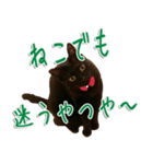実写版 黒猫にゃん太郎（個別スタンプ：35）