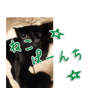 実写版 黒猫にゃん太郎（個別スタンプ：38）